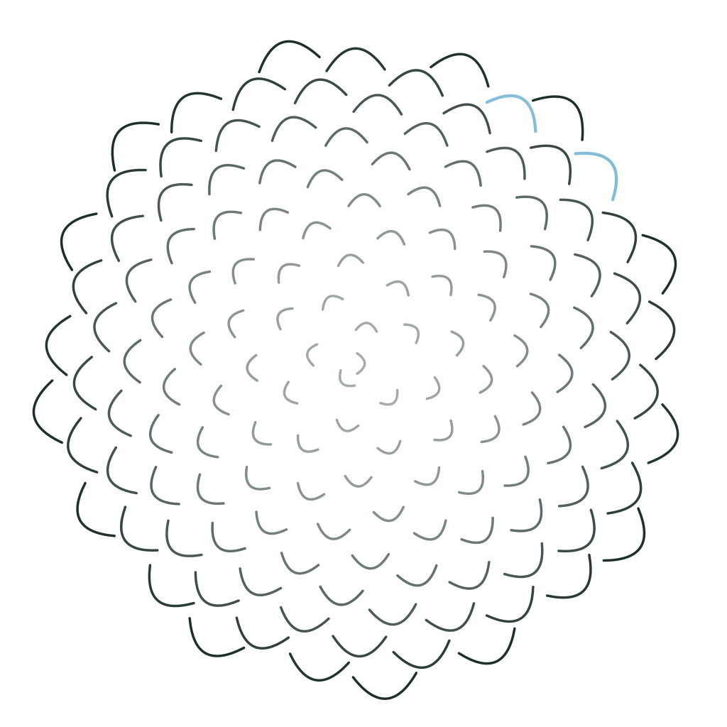 Conifer